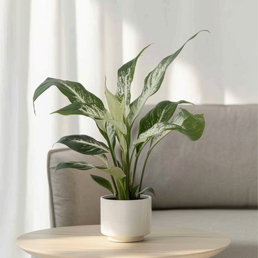 Spathiphyllum Diamond - 2er-Set