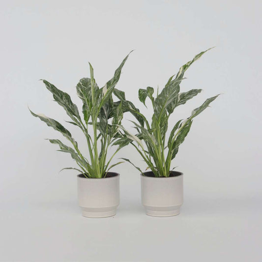 Spathiphyllum Diamond - 2er-Set