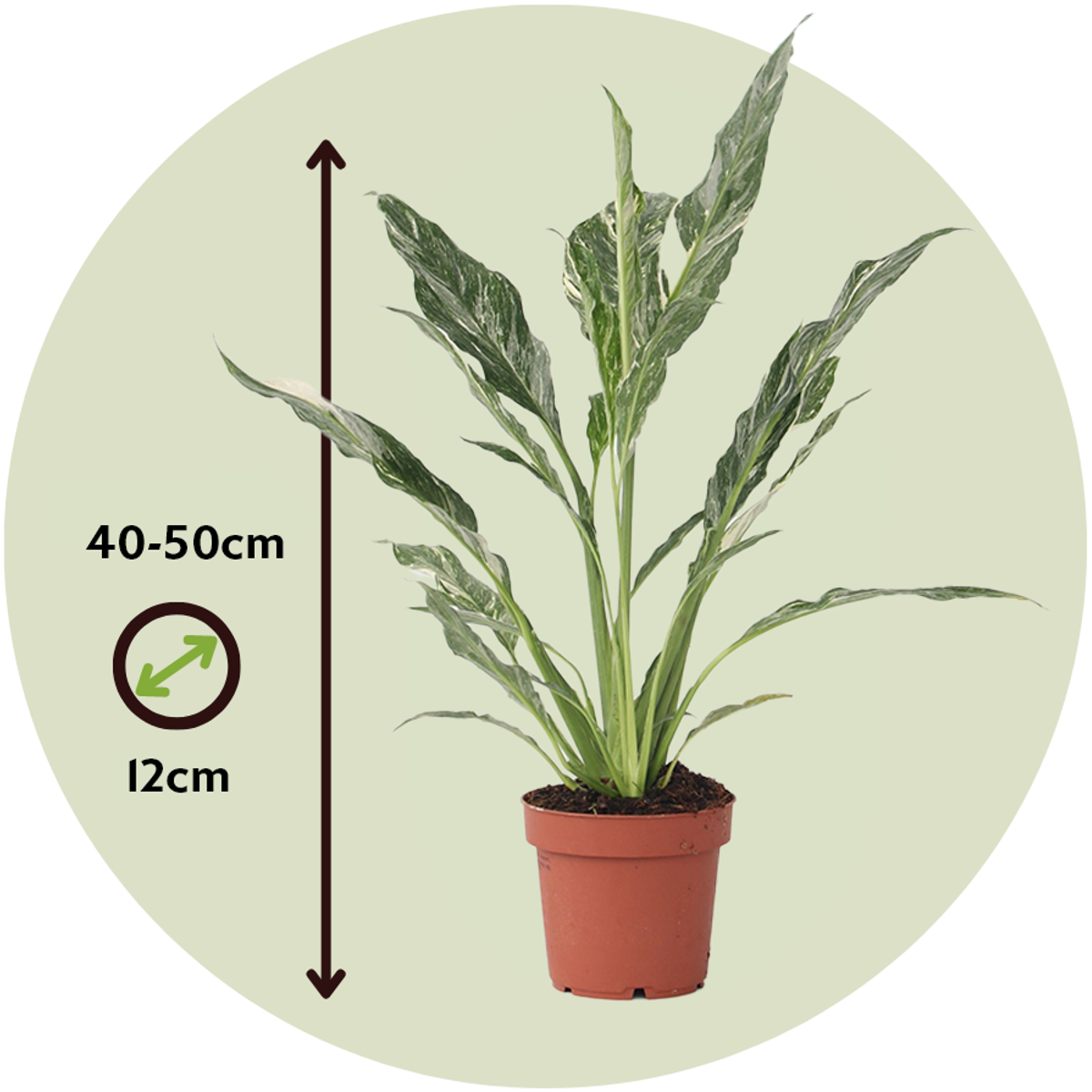 Spathiphyllum Diamond - 2er-Set