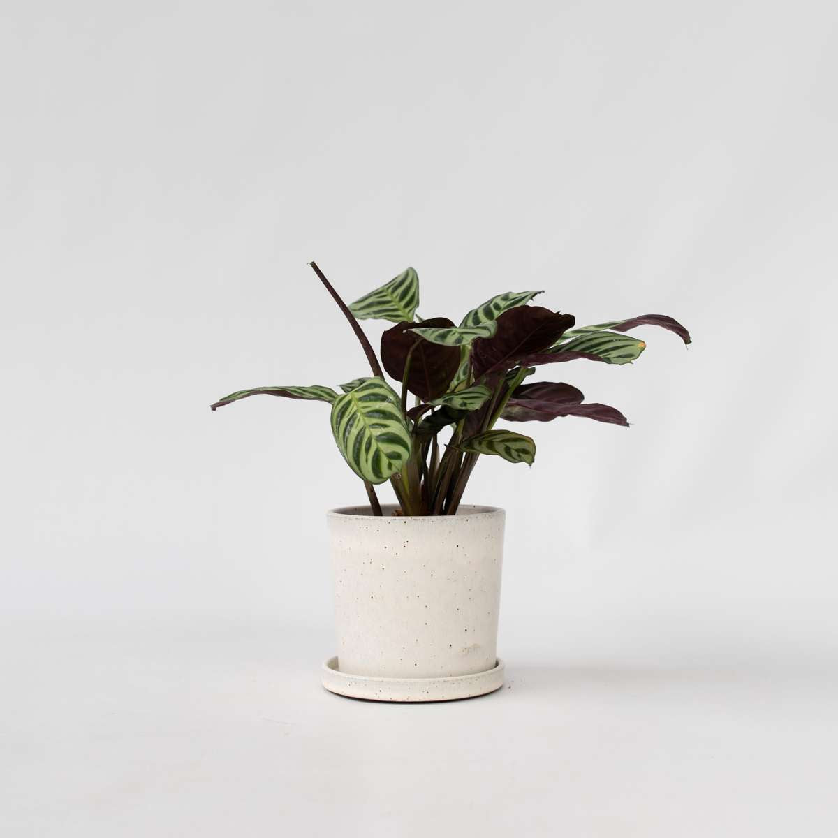 Ctenanthe amagris - Gebetspflanze