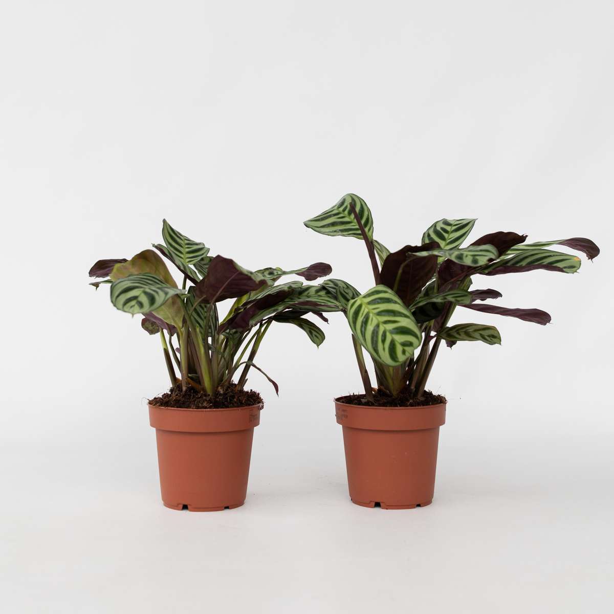 Ctenanthe amagris - 2er-Set - Gebetspflanze