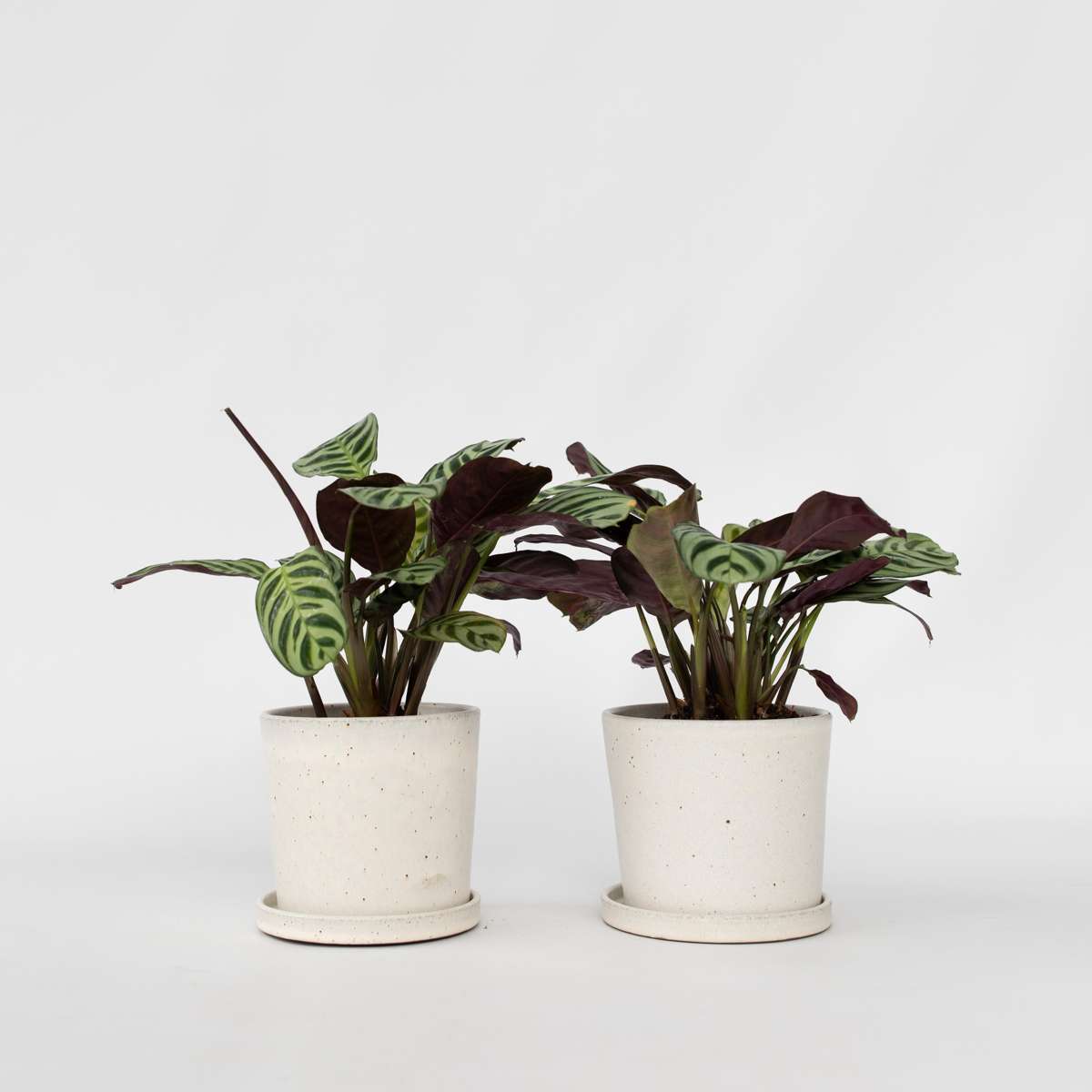 Ctenanthe amagris - 2er-Set - Gebetspflanze