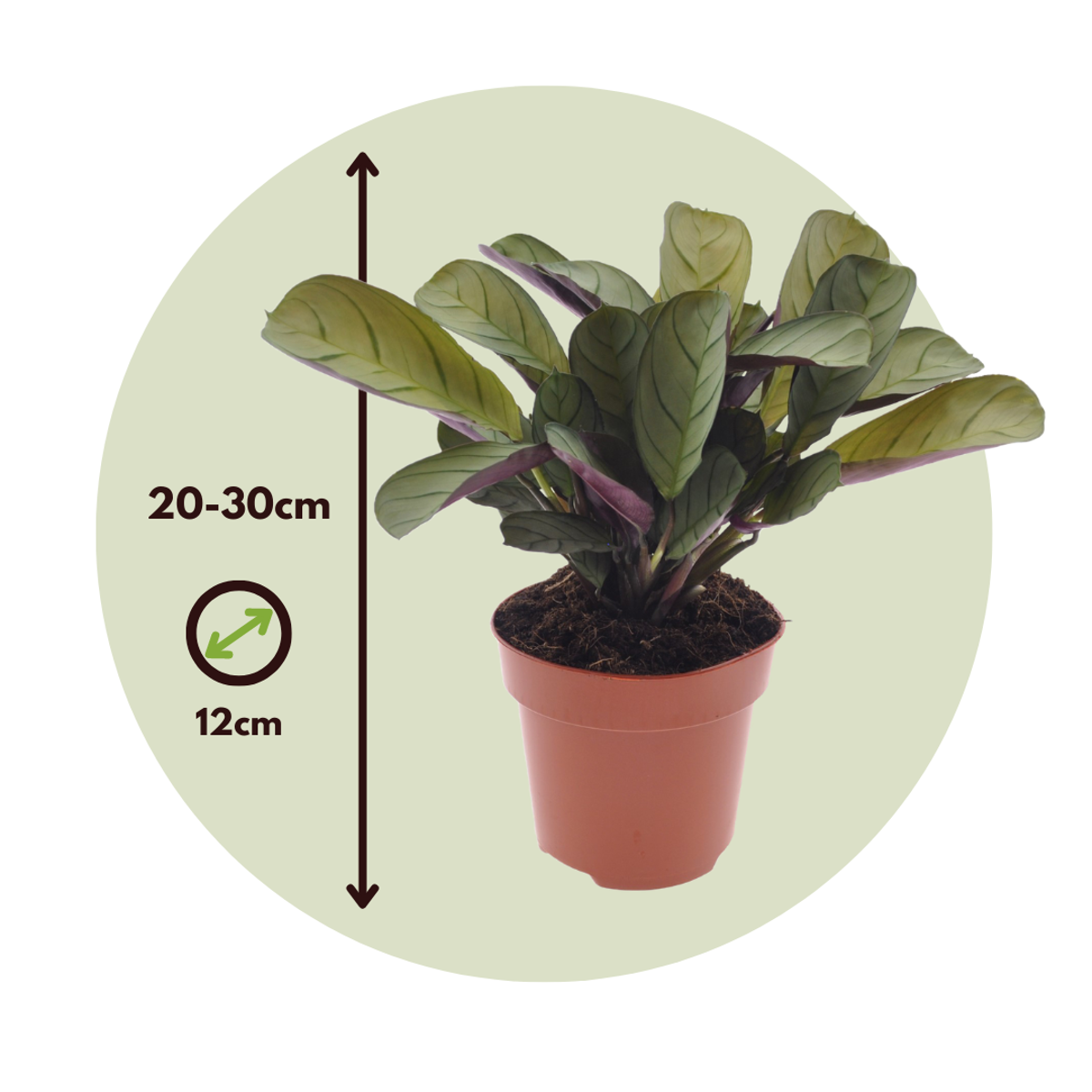Ctenanthe amagris - 2er-Set - Gebetspflanze