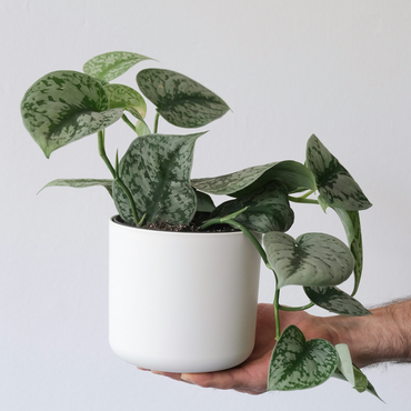 Epipremnum-Mix - 3er-Set