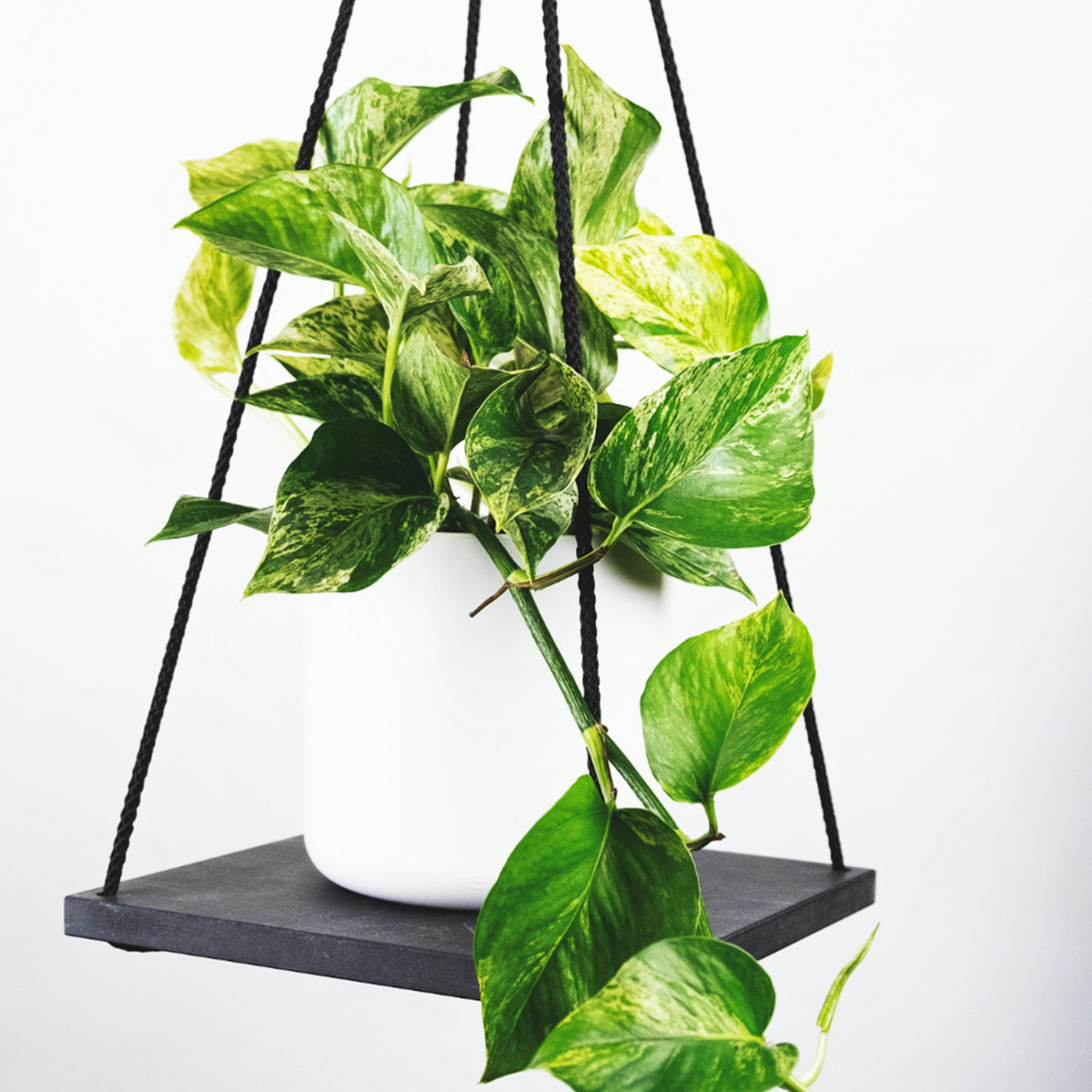 Epipremnum Mix - Set van 3en