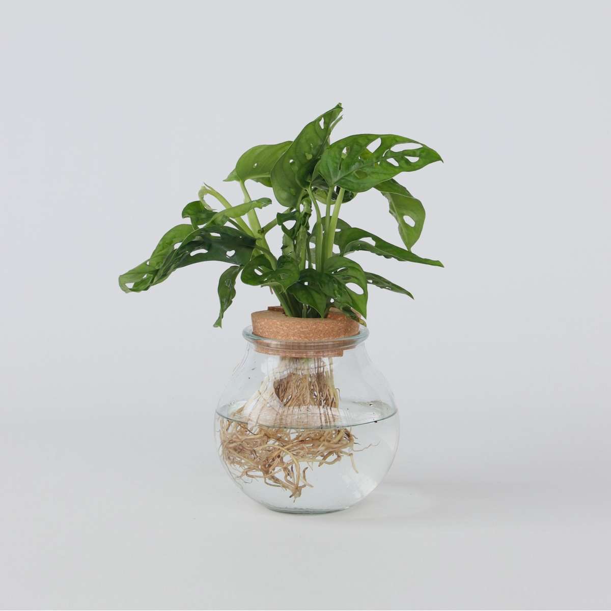 Monstera „Monkey Mask“ – Hydrokultur