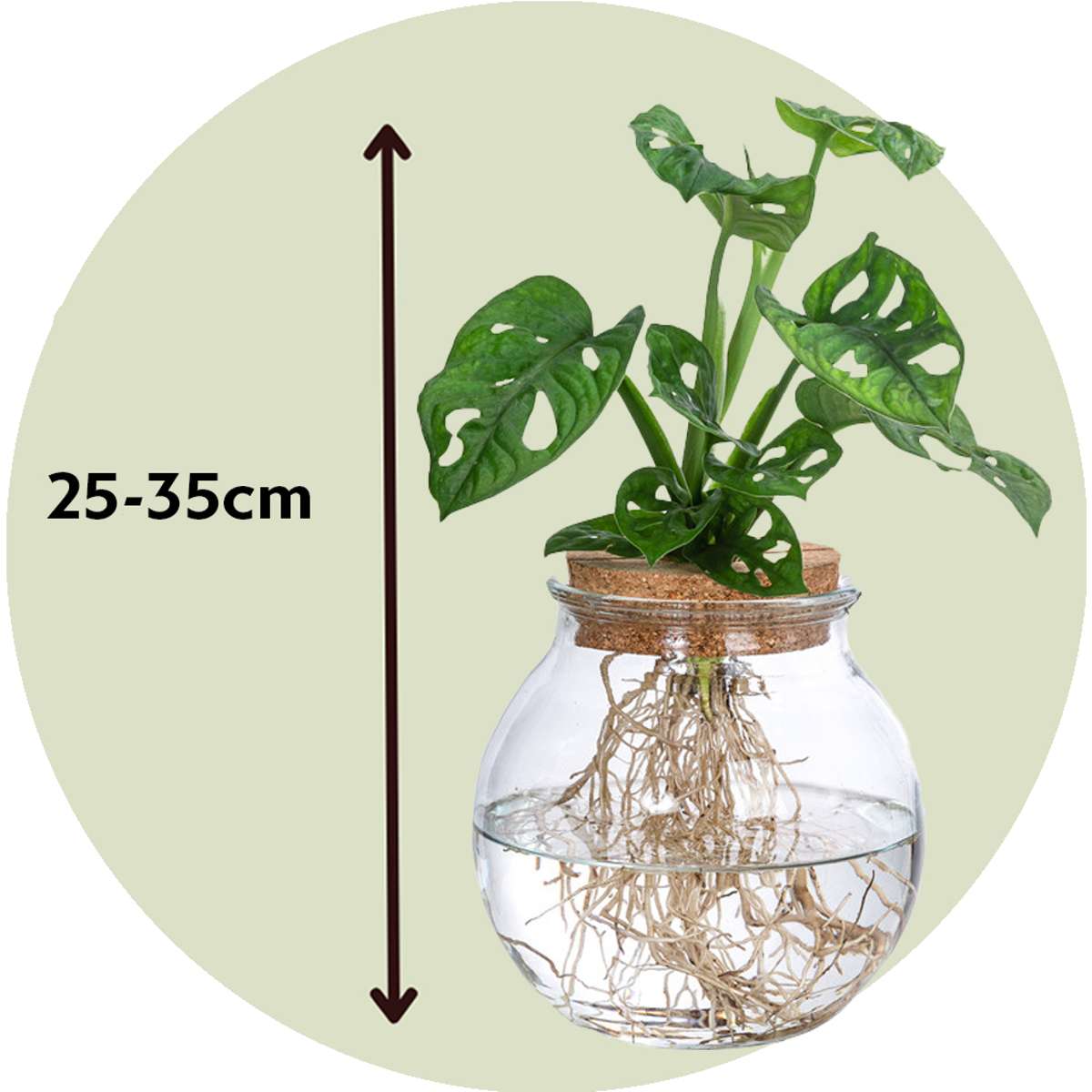 Monstera „Monkey Mask“ – Hydrokultur