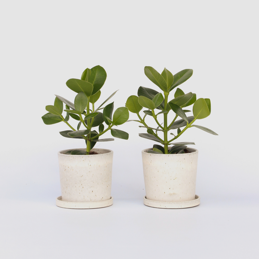 Clusia rosea 'Prinzessin' - 2er-Set