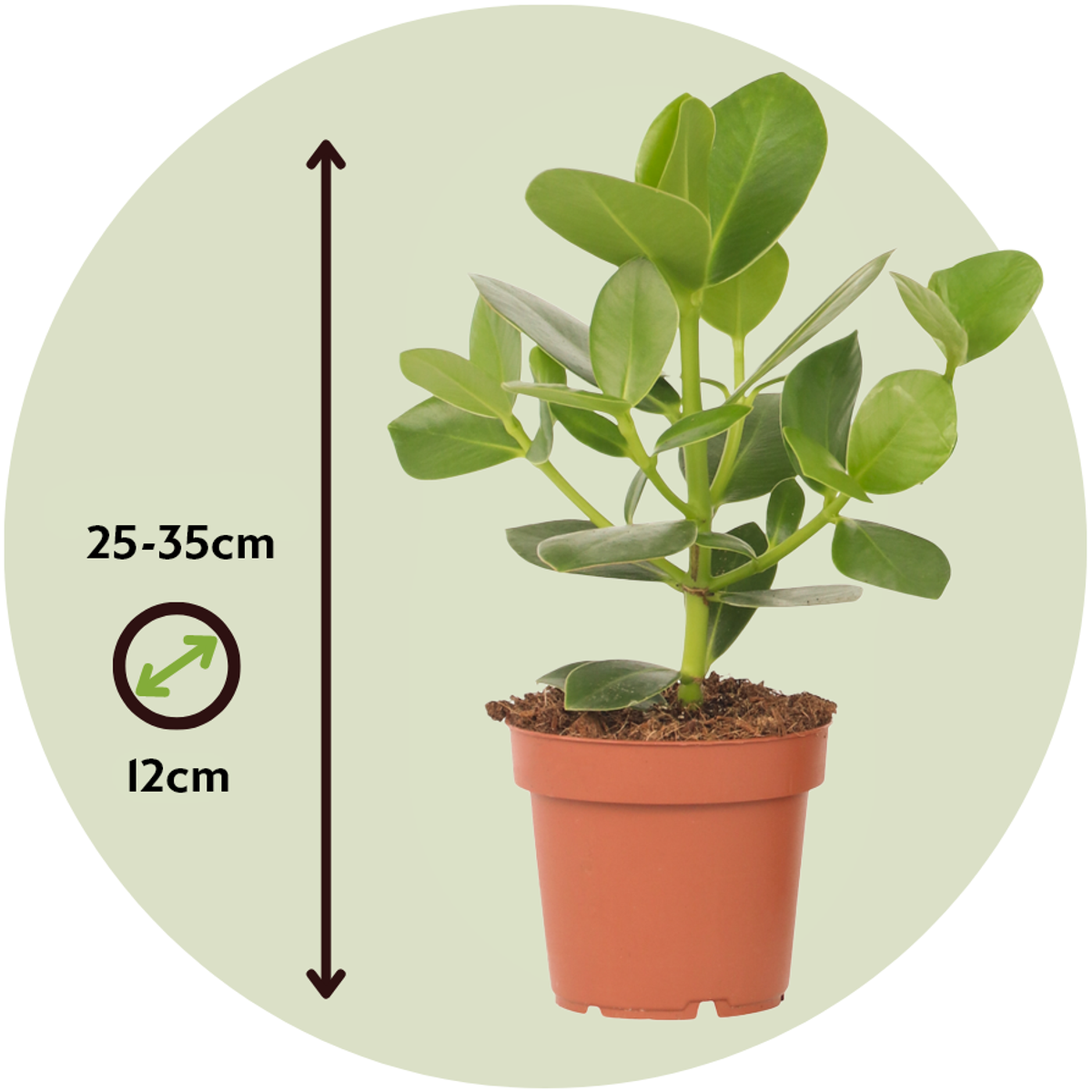 Clusia rosea 'Prinzessin' - 2er-Set