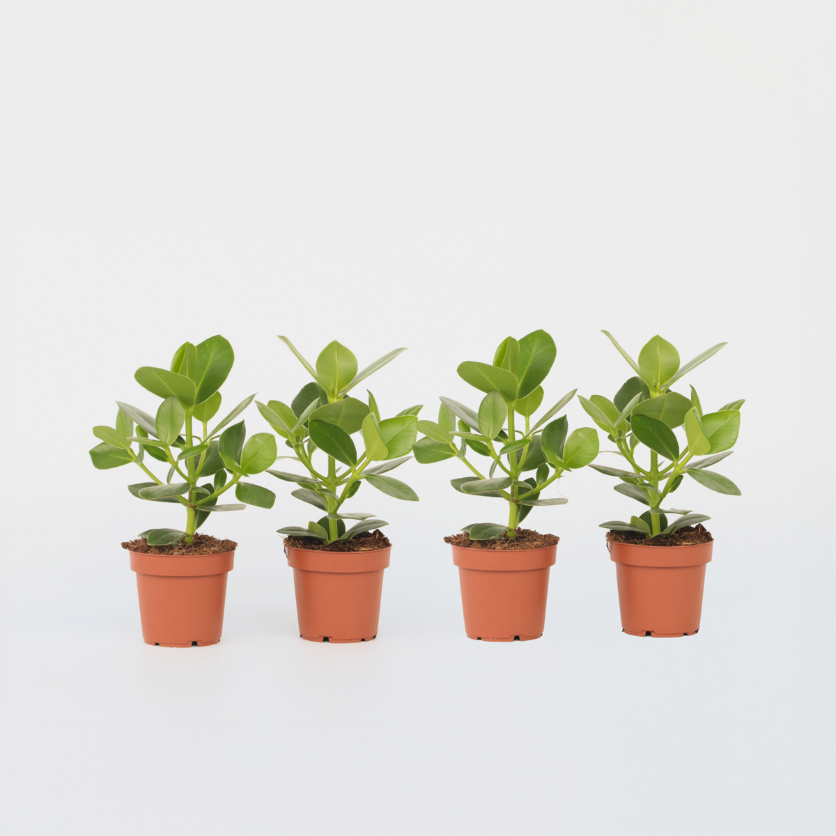Clusia rosea 'Prinzessin' - 4er-Set