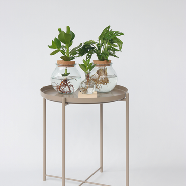 Clusia mit LED-Beleuchtung - Hydrokultur - Pflanze im Wasser