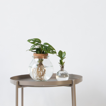 Clusia, Monstera - 2 Stück - Pflanzenmischung im Glas