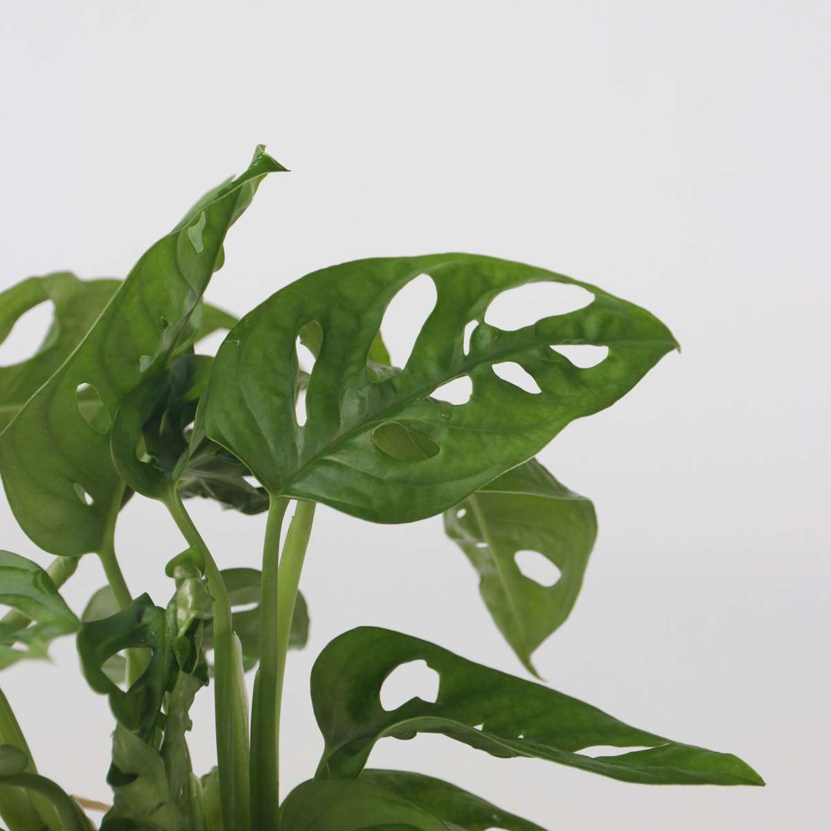 Clusia, Monstera - 2 Stück - Pflanzenmischung im Glas