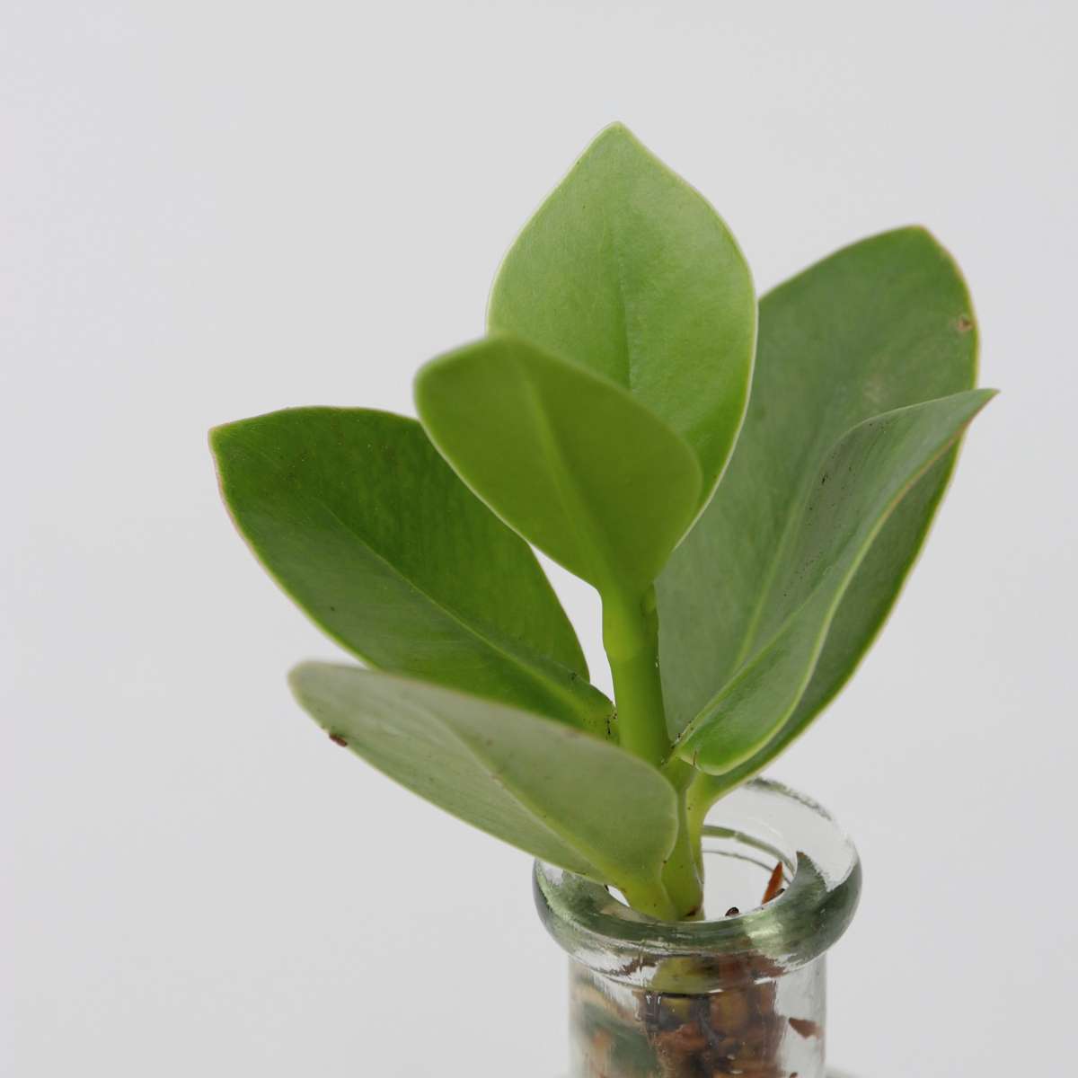 Clusia, Monstera - 2 Stück - Pflanzenmischung im Glas