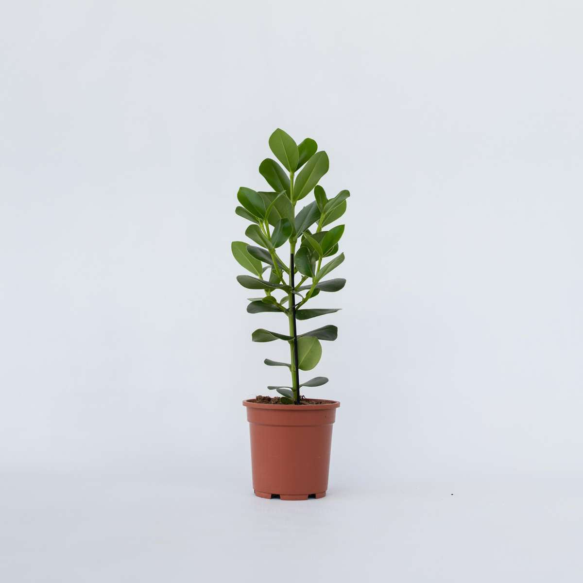 Clusia rosea 'Princess'