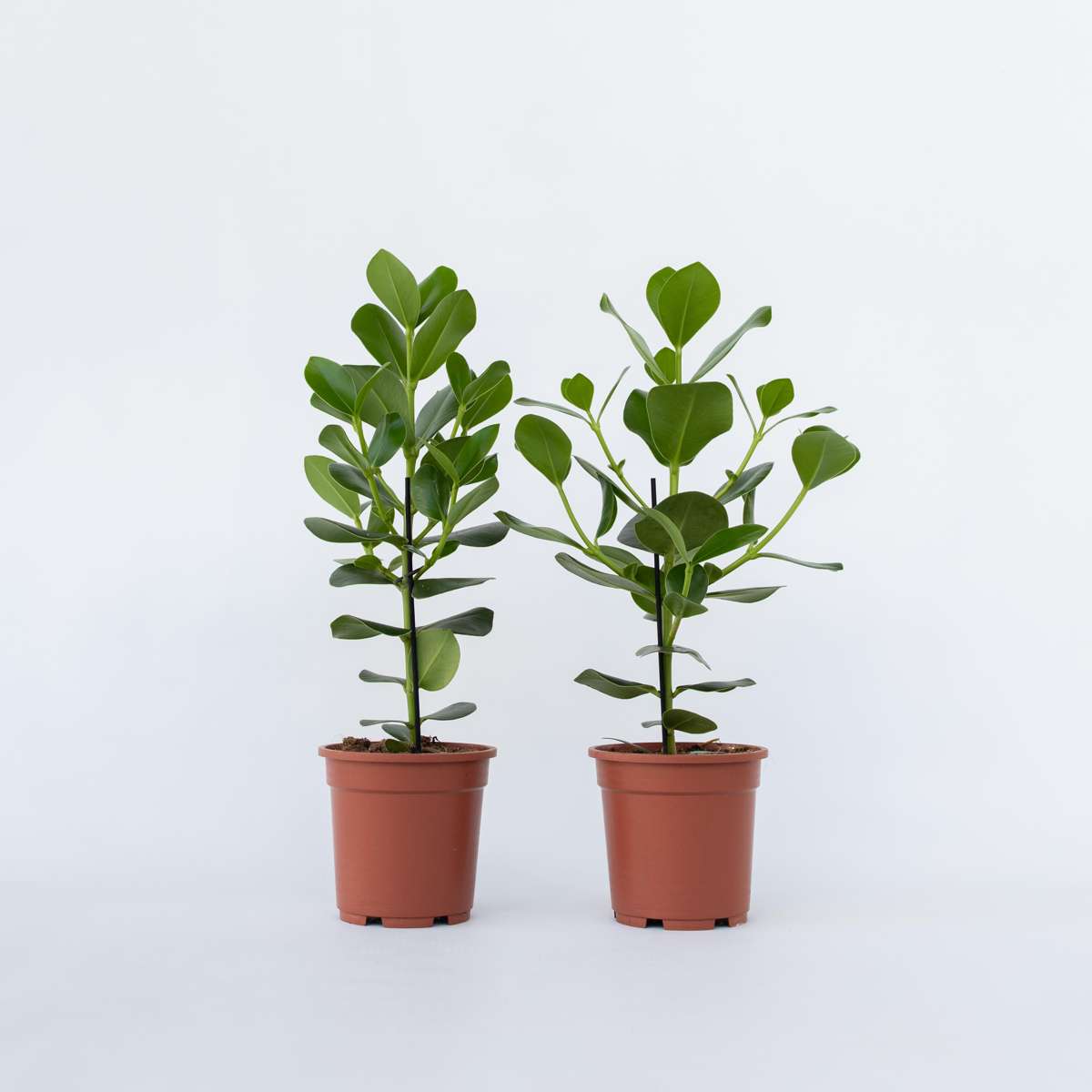 Clusia rosea 'Prinzessin' - 2er-Set