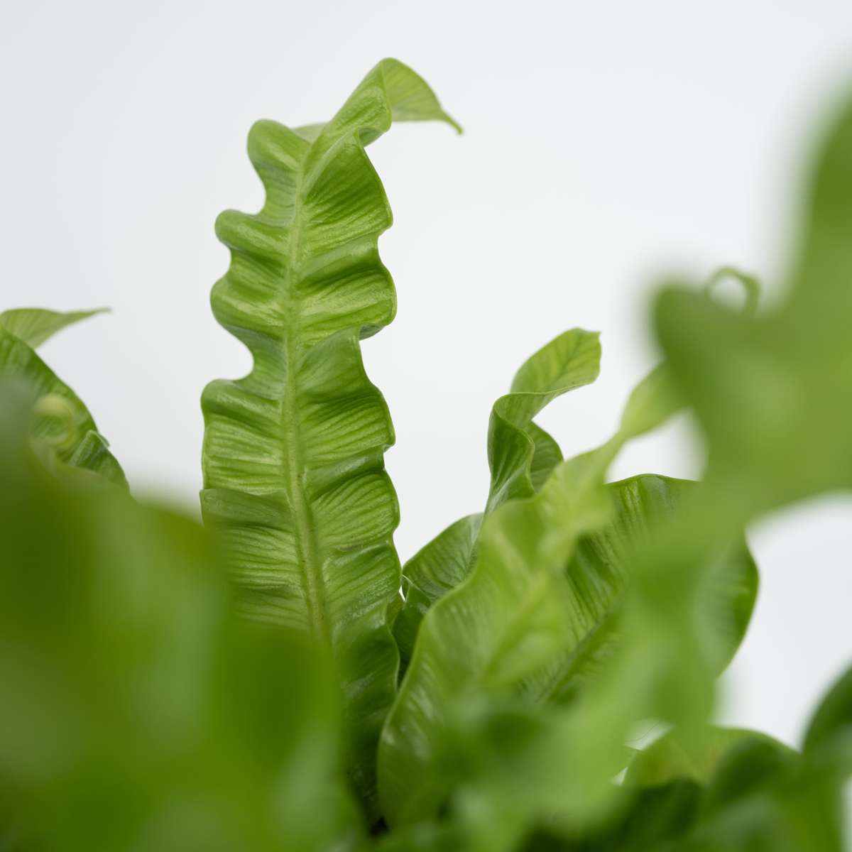 Asplenium nidus 'Crispy Wave' - Nestfarn
