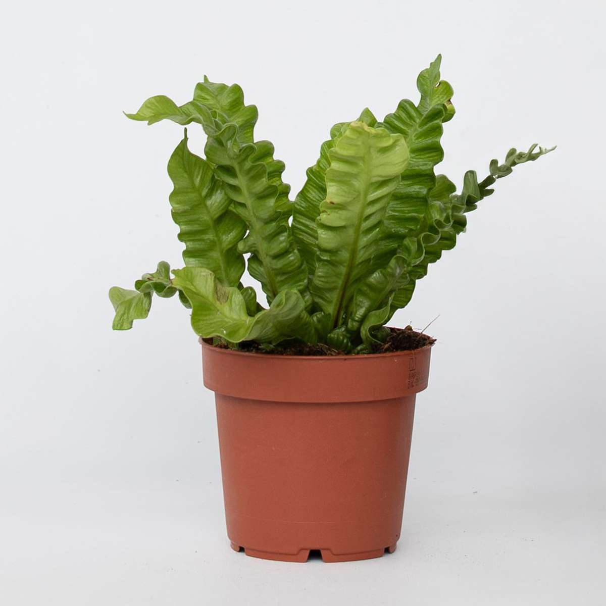 Asplenium nidus 'Crispy Wave' - Nestfarn