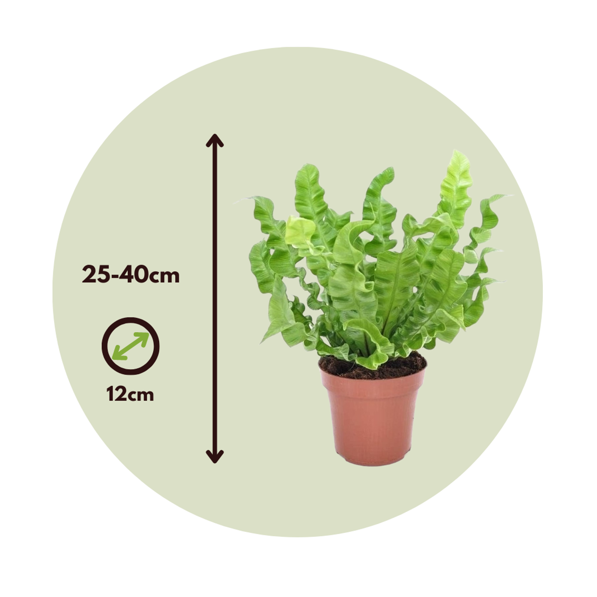 Asplenium nidus 'Crispy Wave' - Nestfarn