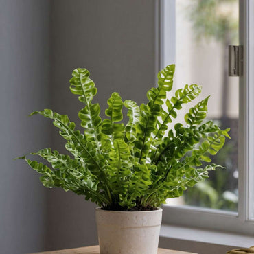 Asplenium nidus 'Crispy Wave' - 2er-Set - Nestfarn