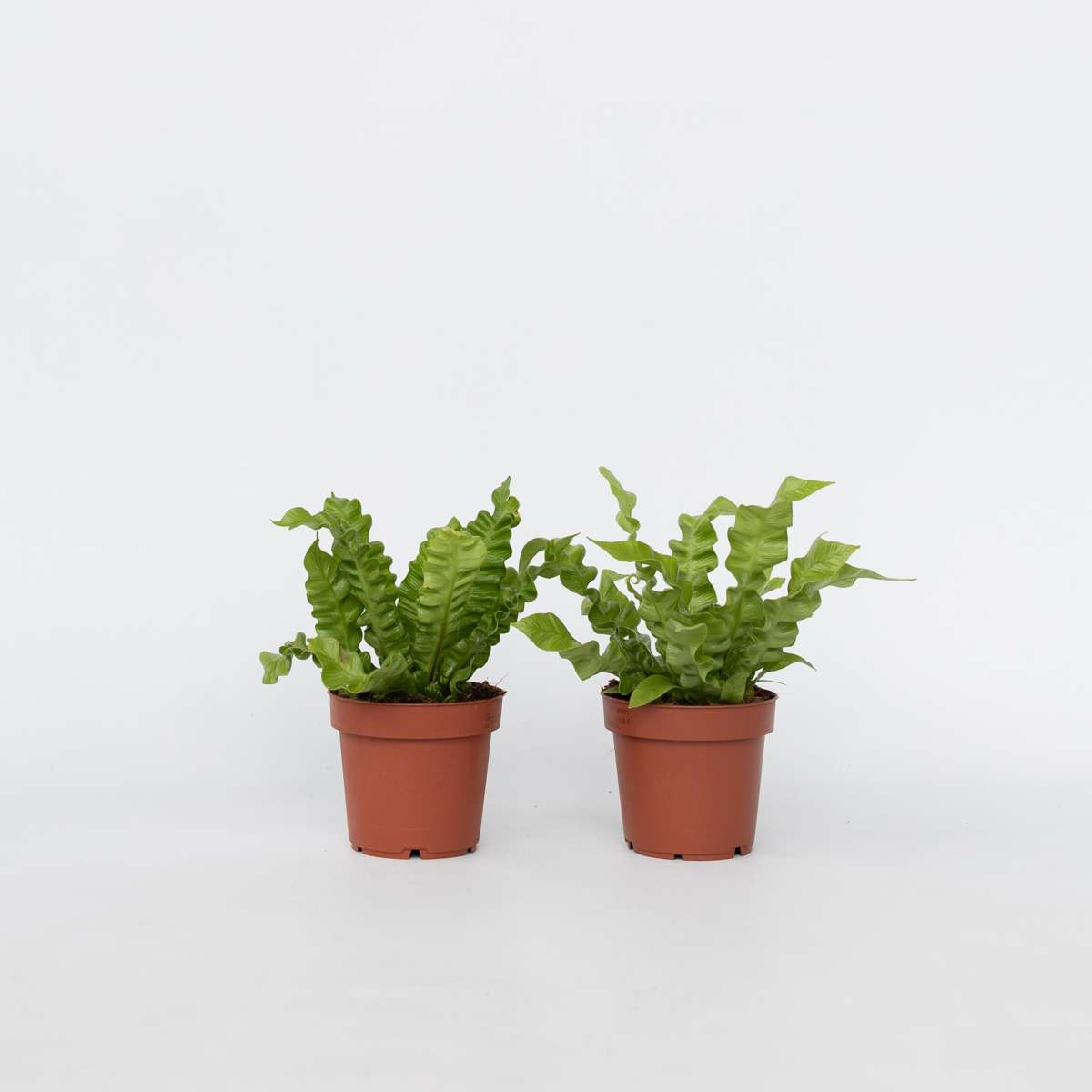 Asplenium nidus 'Crispy Wave' - 2er-Set - Nestfarn
