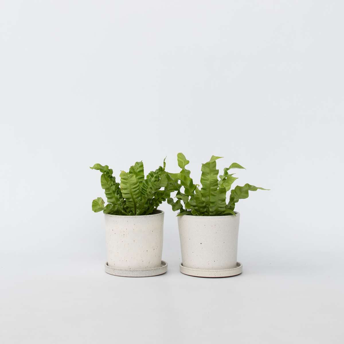 Asplenium nidus 'Crispy Wave' - 2er-Set - Nestfarn