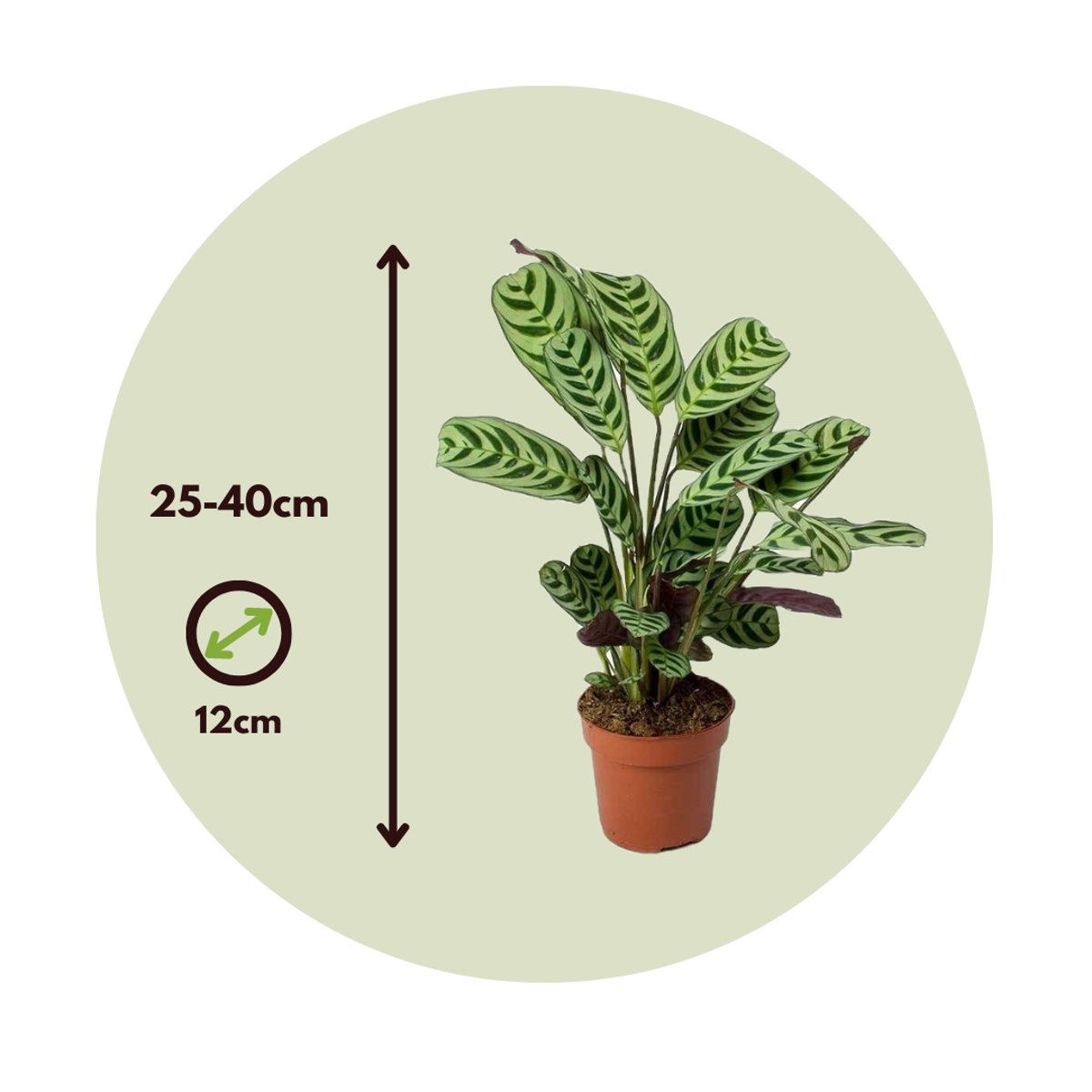 Ctenanthe 'Gebetspflanze' - 4er-Set - Burle-marxii