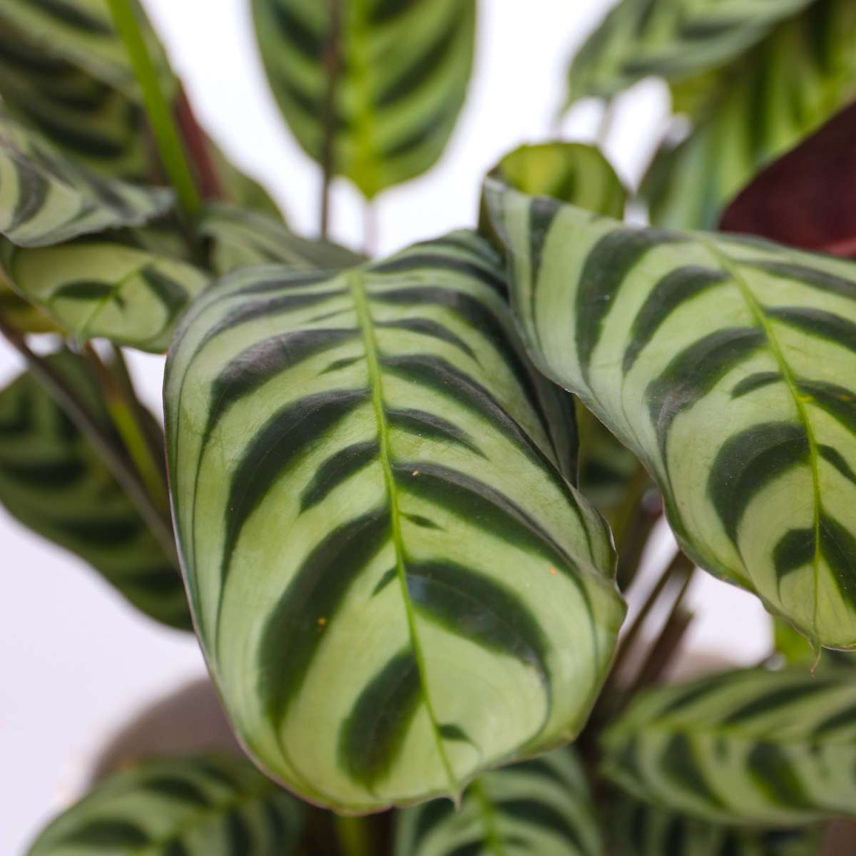 Ctenanthe 'Gebetspflanze' - 2er-Set - Burle-marxii