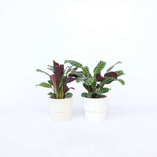 Ctenanthe 'Gebetspflanze' - 2er-Set - Burle-marxii