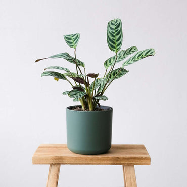 Ctenanthe 'Gebetspflanze' - 4er-Set - Burle-marxii