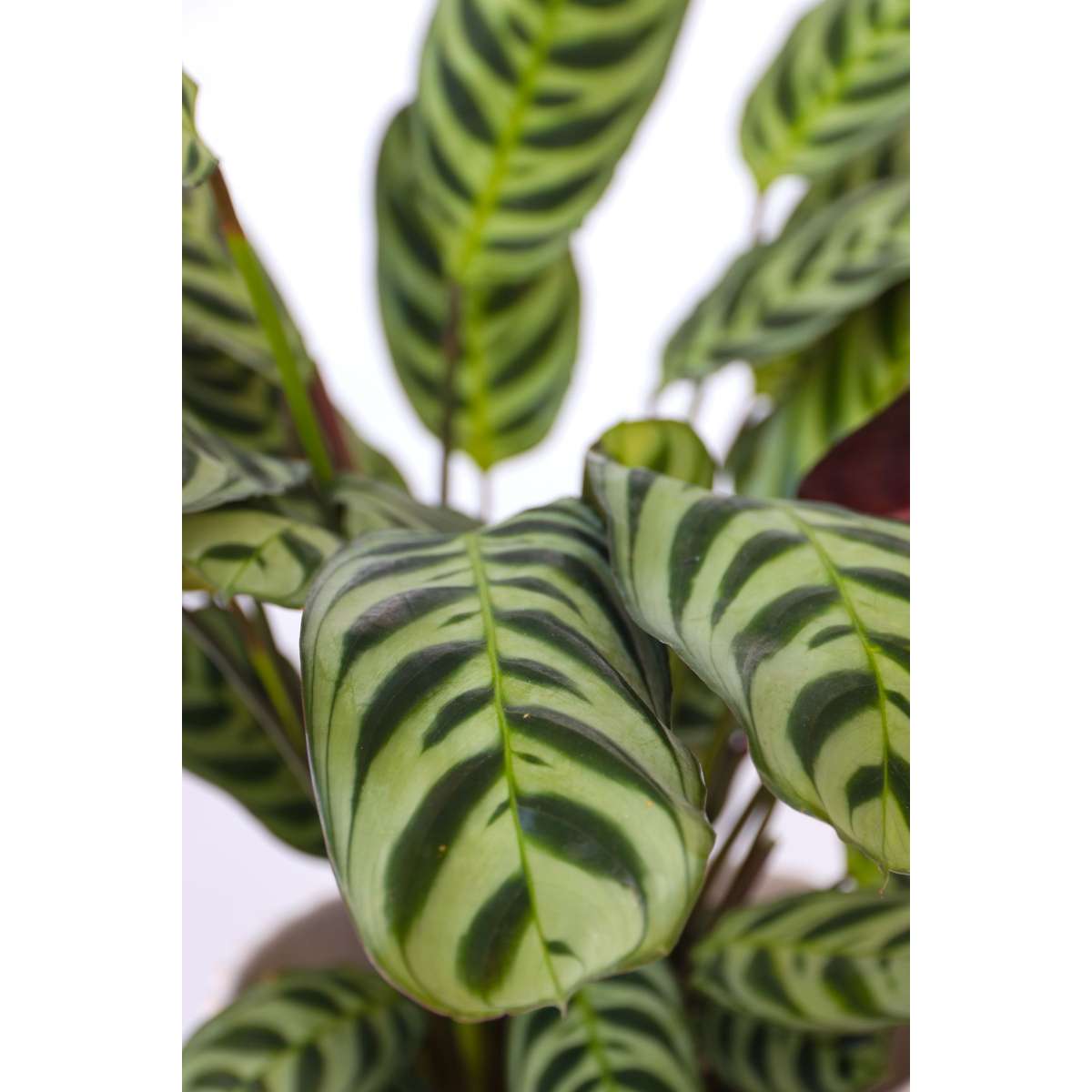 Ctenanthe 'Gebetspflanze' - 4er-Set - Burle-marxii