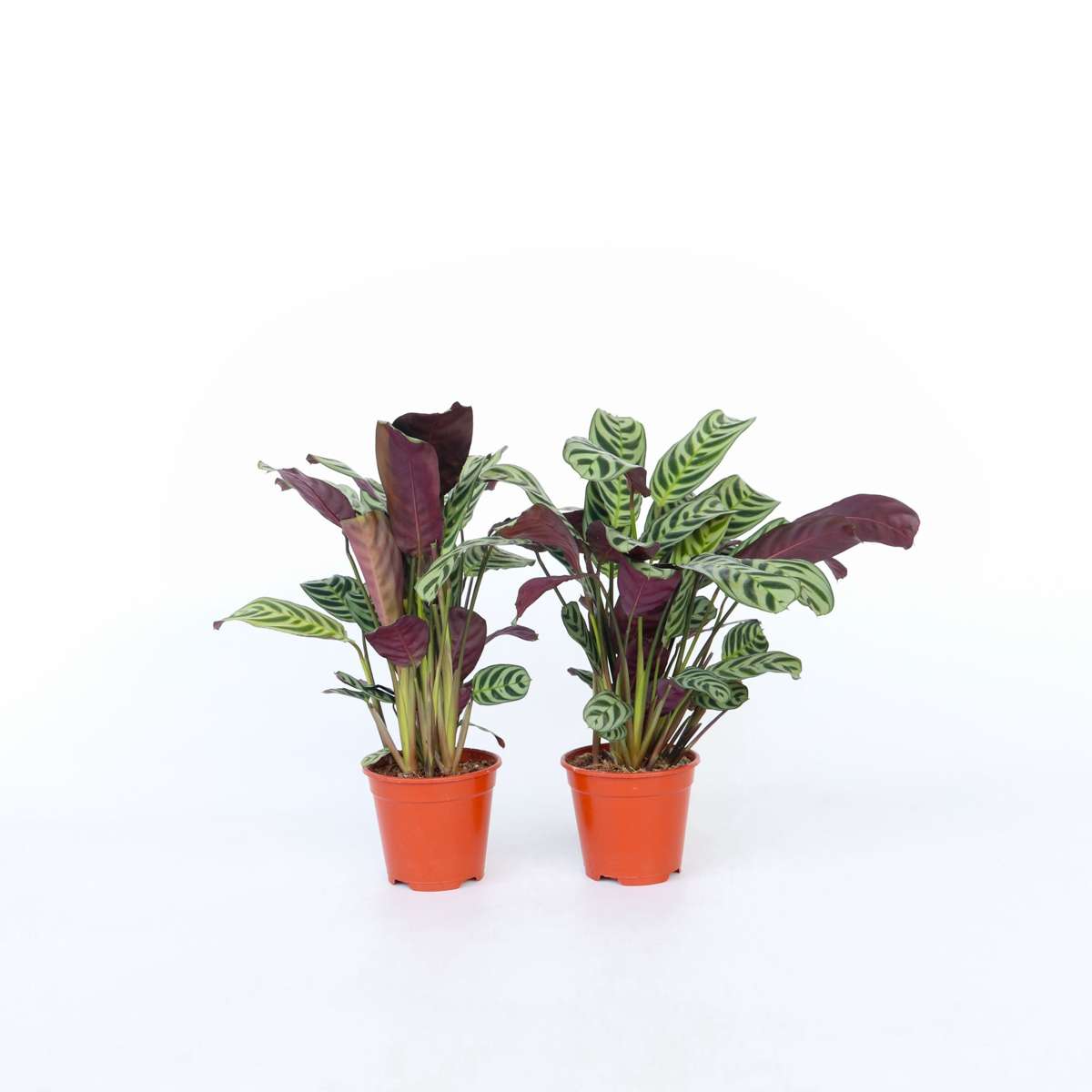 Ctenanthe 'Gebetspflanze' - 4er-Set - Burle-marxii
