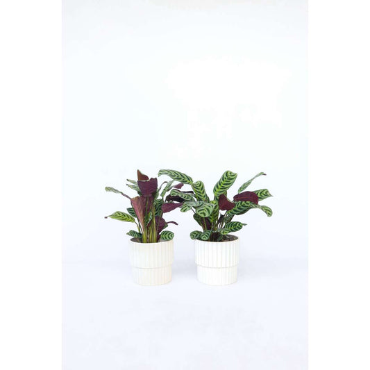 Ctenanthe 'Gebetspflanze' - 4er-Set - Burle-marxii