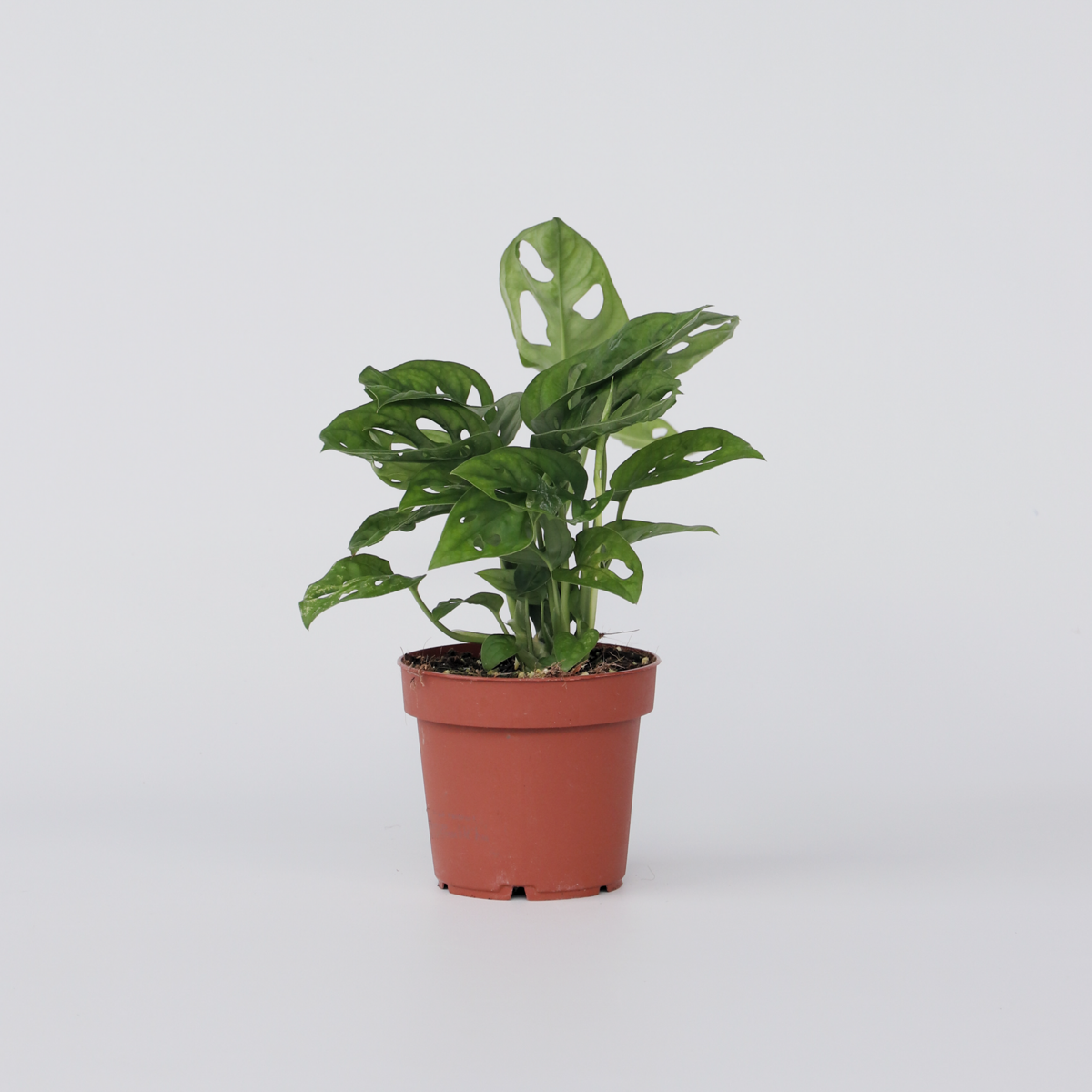 Monstera Monkey Mask – Pflanze mit geriffeltem Loch