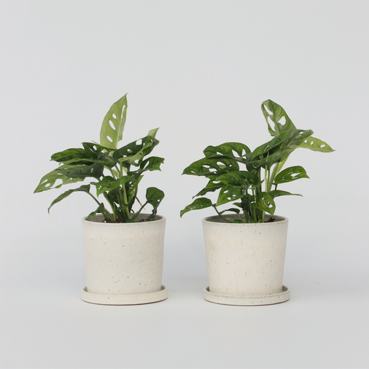 Monstera-Affenmaske – 2er-Set – Pflanze mit geriffeltem Loch