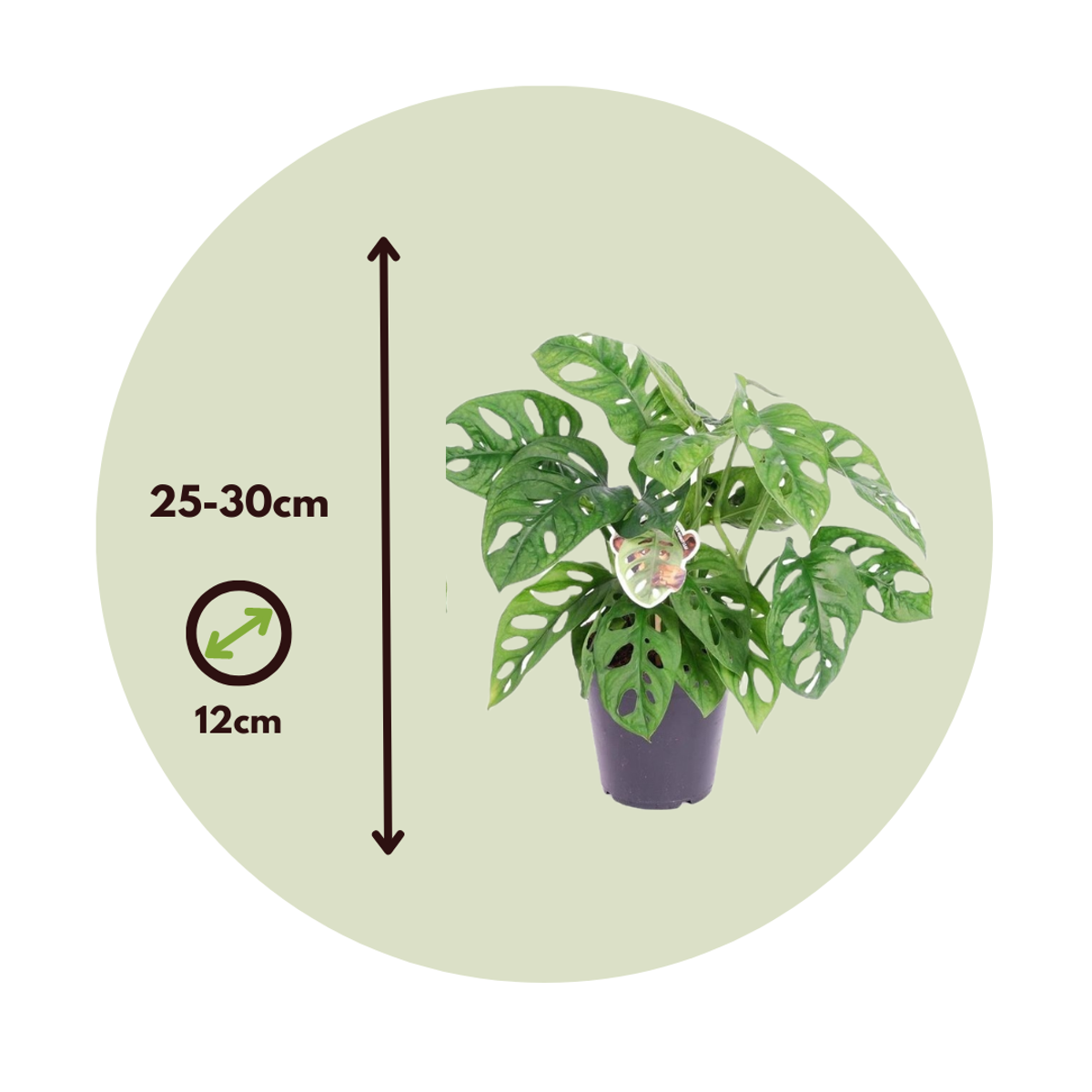 Monstera - 2er-Set - Inklusive Pflanzennahrung