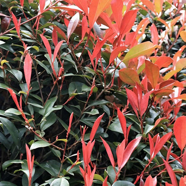 Photinia fraseri 'Red Robin' - 4er-Set