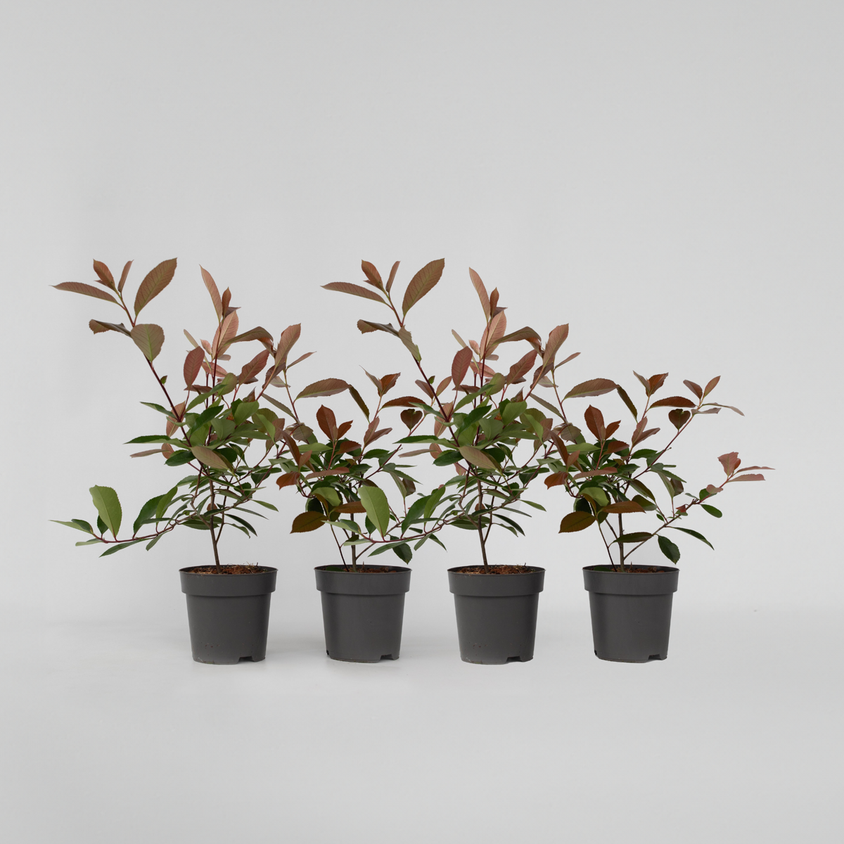 Photinia fraseri 'Red Robin' - 4er-Set