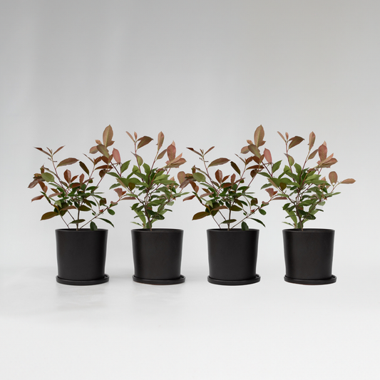 Photinia fraseri 'Red Robin' - 4er-Set