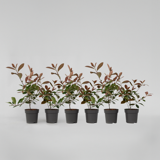 Photinia fraseri 'Red Robin' - 6er-Set