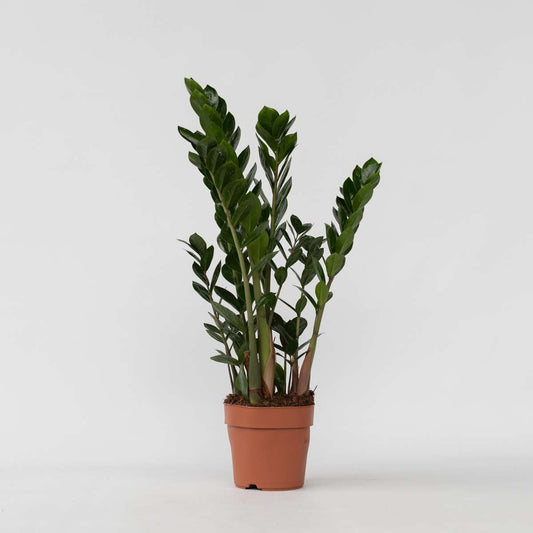 Zamioculcas Smaragd