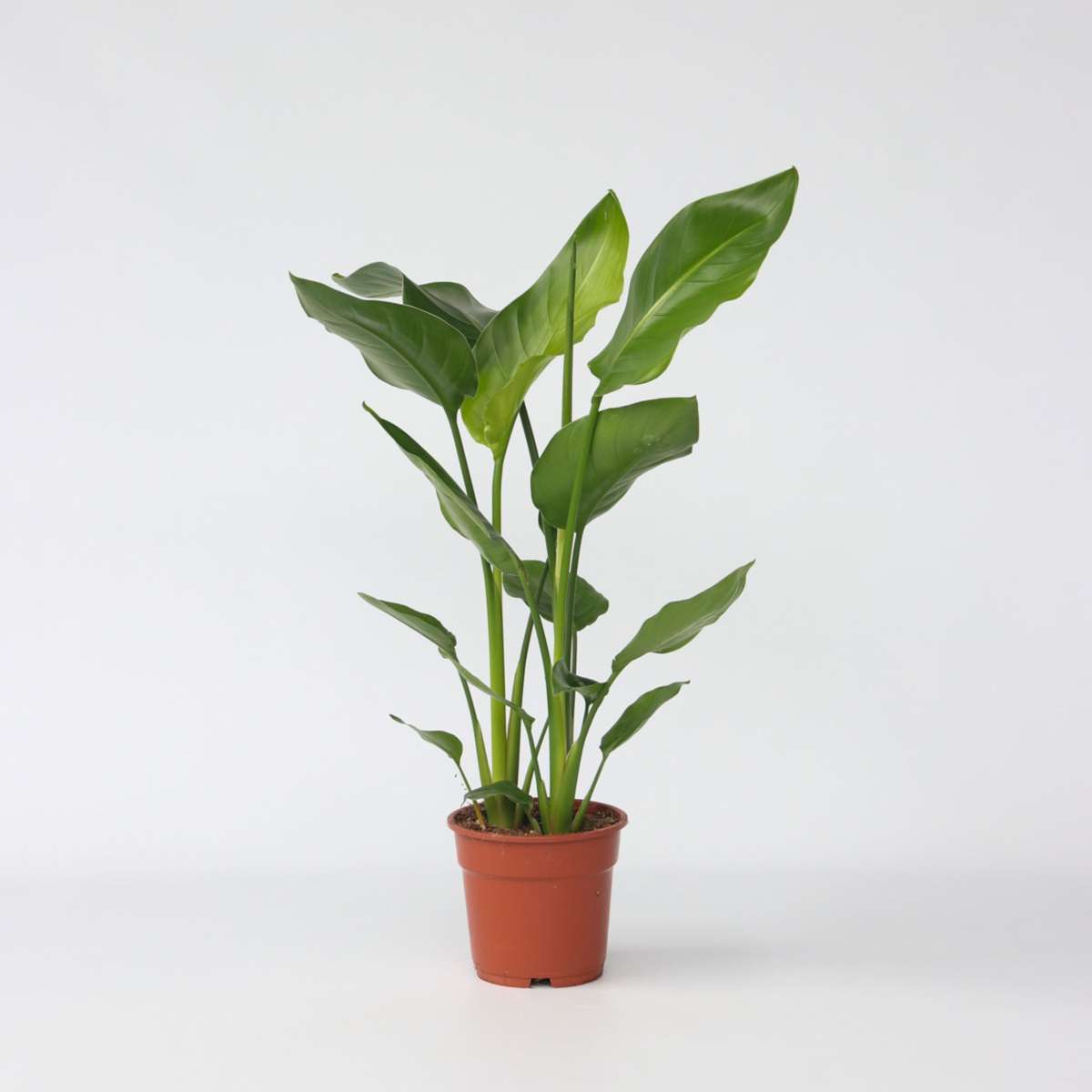 Strelitzia Nicolai - Paradiesvogelblume