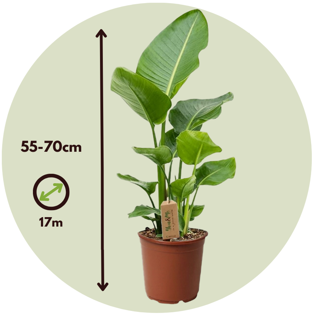 Strelitzia Nicolai - Paradiesvogelblume
