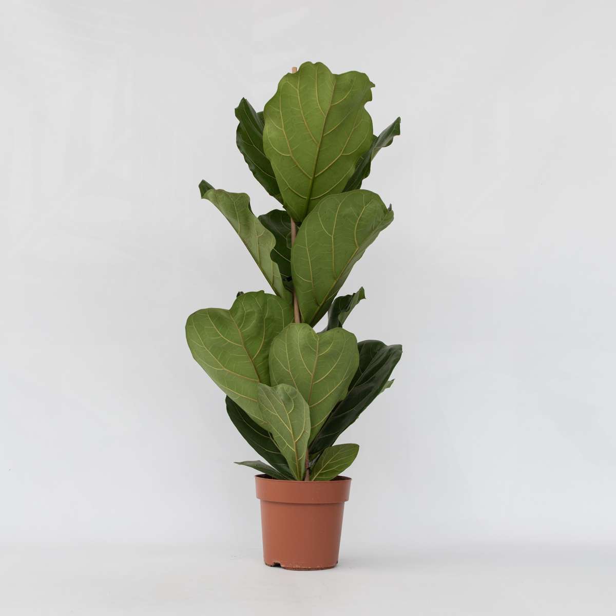 Ficus Lyrata - Geigenblattpflanze