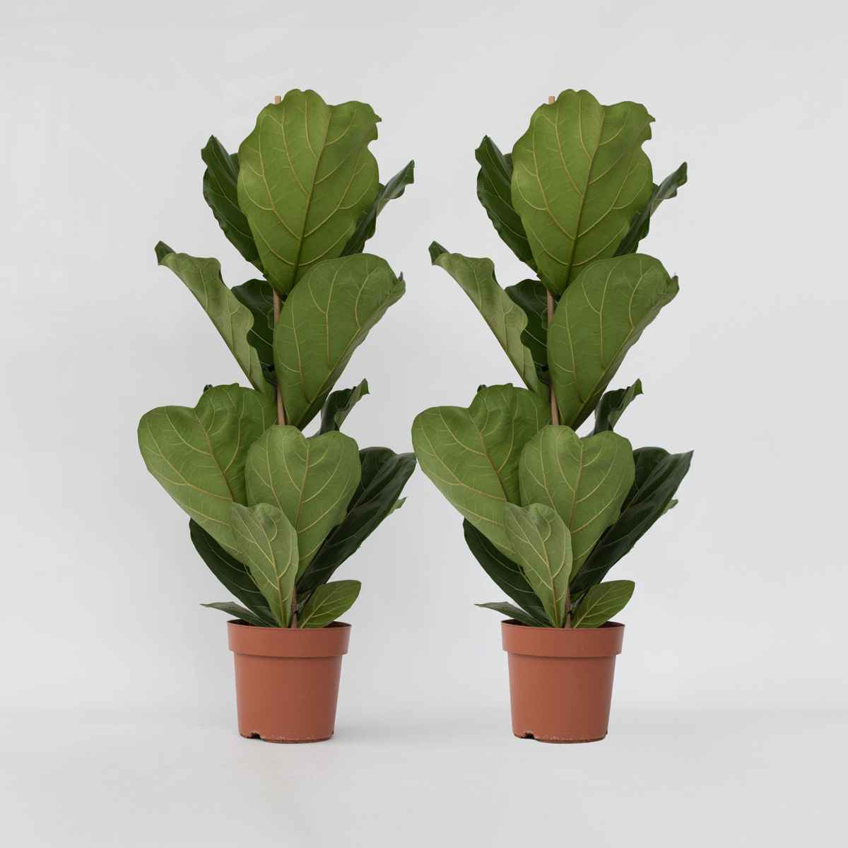 Ficus Lyrata - 2er-Set - Geigenblattpflanze