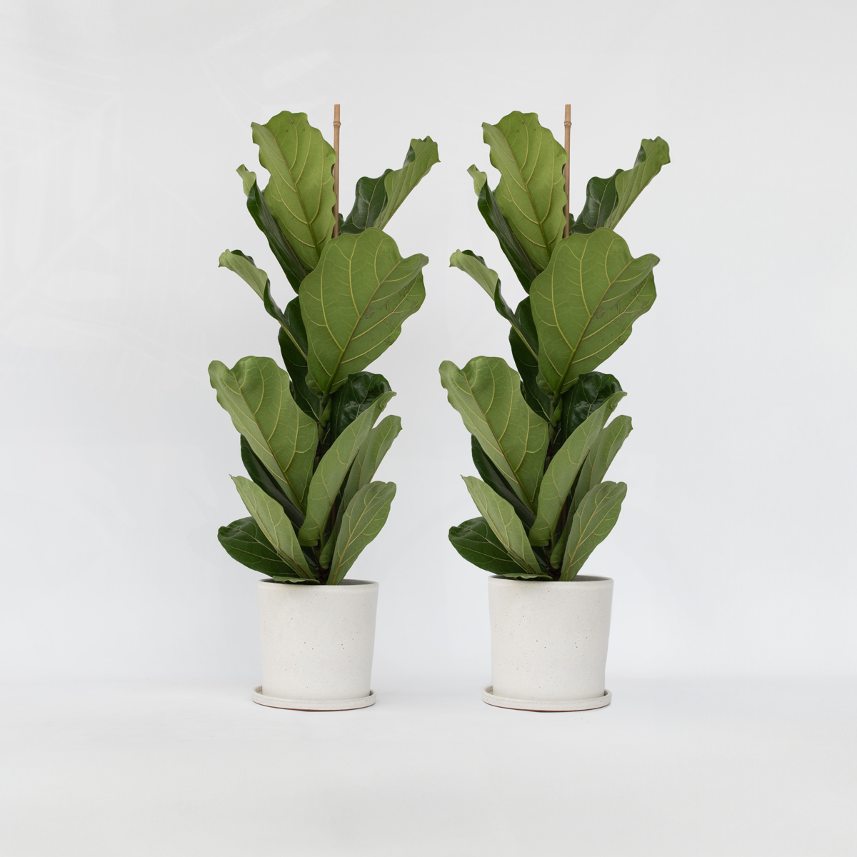 Ficus Lyrata - 2er-Set - Geigenblattpflanze