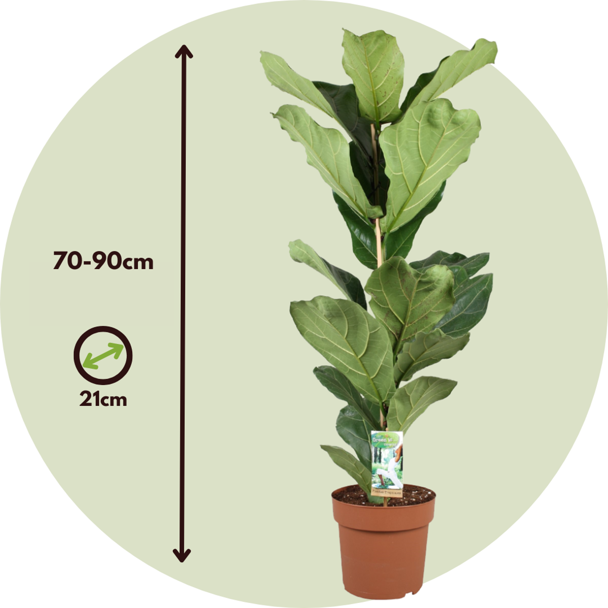 Ficus Lyrata - 2er-Set - Geigenblattpflanze