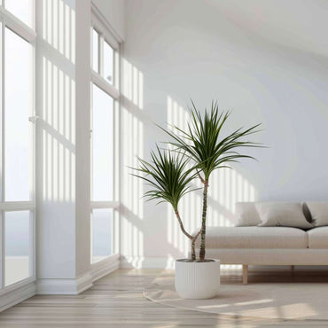 Dracaena marginata - Drachenbaum