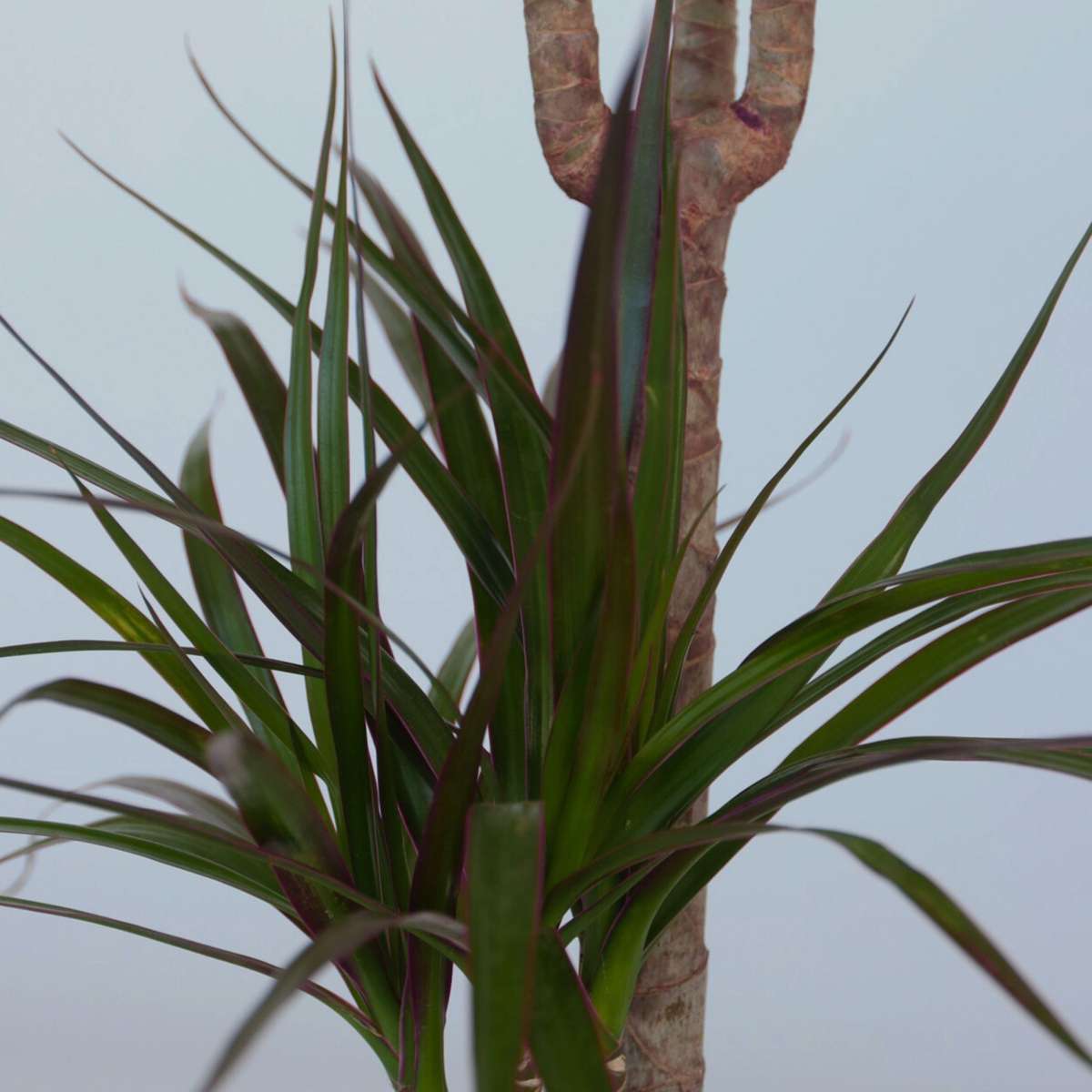 Dracaena marginata - Drachenbaum