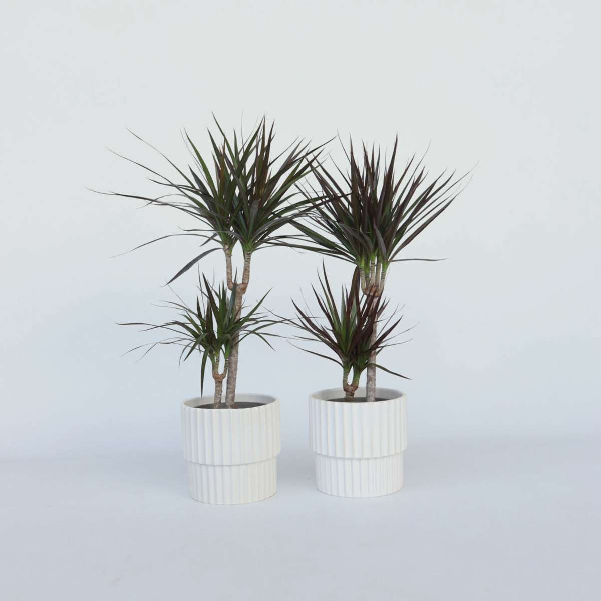 Dracaena marginata - 2er-Set - Drachenblutbaum